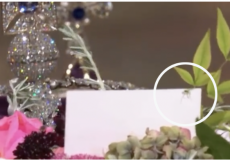 ظهور عنكبوت على نعش الملكة إليزابيث