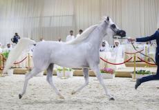 الفرس "كيه ليالي" تتألق في البطولة الوطنية "المرابط الخاصة" في أبو ظبي