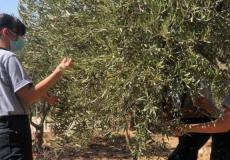 بيت جالا: بدء فعاليات مهرجان قطف الزيتون ومساندة المزارعين