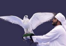 الصقر الأغلى في معرض"أبوظبي للصيد".. وهذا سعره المليوني