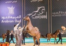 بطولات جمال الخيل العربية الموسم الجديد