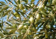 شجرة الزيتون