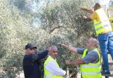 غزة: "فتح" تطلق فعاليات موسم جني ثمار الزيتون