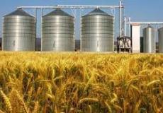 تغيرات على سعر القمح بعد شكاوى من مطاحن القطاع الخاص