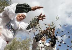 موسم قطف الزيتون في فلسطين