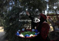 المفتي يحدد قيمة نصاب زكاة الزيتون في فلسطين 2022