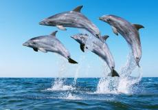 الدلافين في البحر
