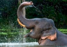 حيوان الفيل - توضيحية