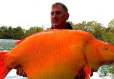 صياد يصطاد أضخم سمكة ذهبية في العالم