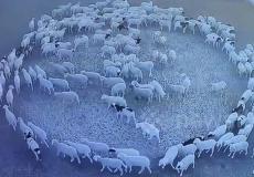 أغنام تدو رحول نفسها وبشكل دائري