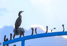 البطة المهاجرة تقف على أحد قوارب الصيد في ميناء غزة