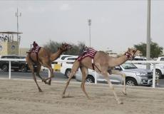 مهرجان سباق الهجن العربية الاصيلة في قطر