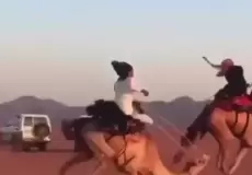 لحظة سقوط مؤلمة لجمل وصاحبه أثناء سباق في الصحراء