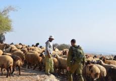مستوطنون يطاردون رعاة أغنام بالضفة - أرشيف