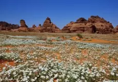 زهور الأقحوان تزين جبال "المسمى" في السعودية