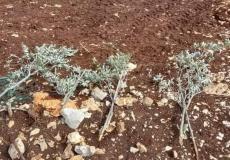 مستوطنون يقتلعون 750 شتلة زيتون - أرشيفية