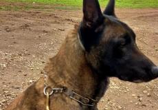 كلب عسكري مدرب