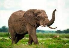 قتيلان في هجوم أفيال