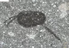 الأحافير المكتشفة حديثا