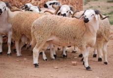 زراعة غزة تكشف عدد الأضاحي التي ذبحت خلال عيد الأضحى 2023