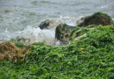 الطحالب الخضراء في غزة