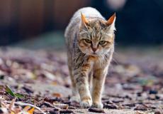 اين تذهب القطط يوم عيد الاضحى - تعبيرية