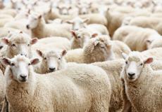 هل يجوز جمع الأضحية والعقيقة في ذبيحة واحدة؟