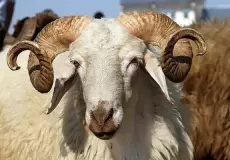 أسعار الأضاحي 2023 في سوريا