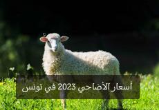 أسعار الأضاحي 2023 في تونس