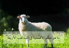 ما هو حكم الأضحية في المذاهب الأربعة