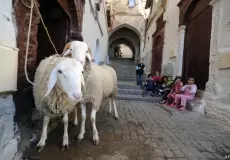 أضاحي عيد الأضحى 2023 - أرشيف