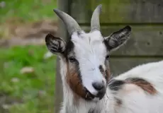 حكم التضحية على ماعز في عيد الأضحى 2023