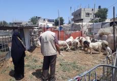 "العمل الزراعي بغزة" ينفذ زيارات ارشادية بيطرية لمربي الأغنام بخان يونس