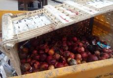 زراعة غزة تتلف 8 طن من الفاكهة