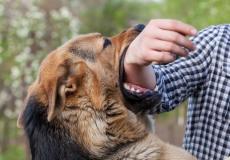 داء الكلب - تعبيرية