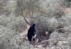 مستوطنون يقطعون أشجار زيتون بالضفة - أرشيف