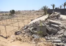 تدمير أشجار الزيتون في غزة جراء الحرب