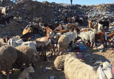مواشي غزة تأكل من مكبّات النفايات