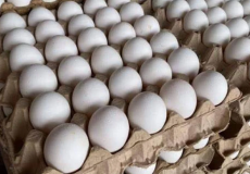 مباحث التموين تضبط 260 طبق بيض