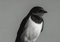 مواعيد عرض مسلسل الخطيفة - رمضان 2026 والقنوات الناقلة