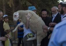 محاولات لذبح قرابين في المسجد الأقصى