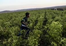 "فاو" تدعو إلى إنقاذ الزراعة في سوريا