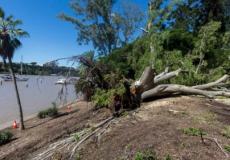 سقوط شجرة معمرة على جمع من المصلين
