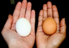 البيض الأبيض والبني