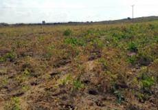 أراضي زراعية