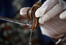 سائل الحلزون