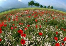 محميات فلسطين