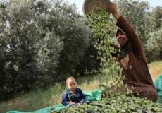 حاجة فلسطينية تجني الزيتون 
