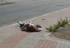 مكان العملية