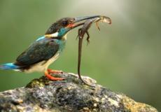 يعتقد أن الأنواع الاستوائية هي الأكثر عرضة للخطر.